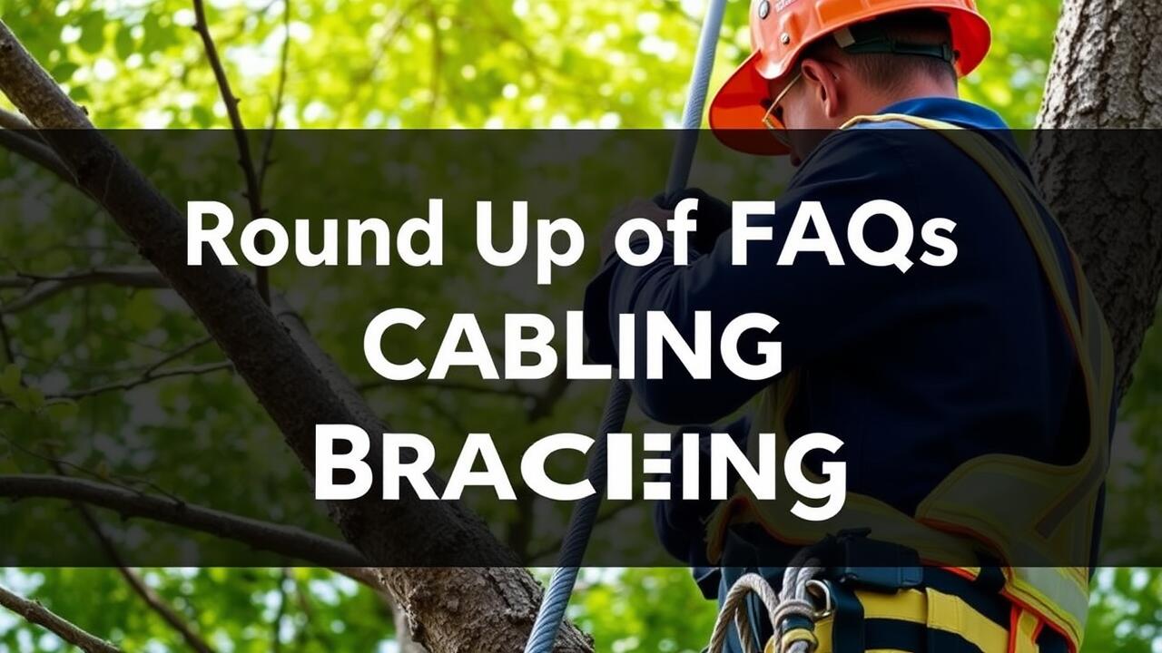 Round Up of FAQs About Tree Cabling and Bracing